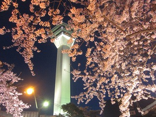 桜と五稜郭タワー