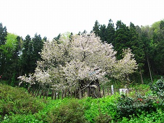 かすみ桜