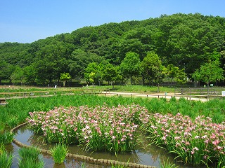 北山公園