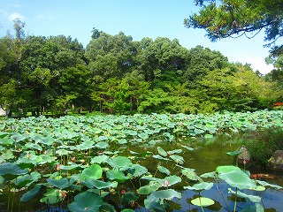 菱形池