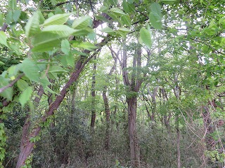 市野谷の森