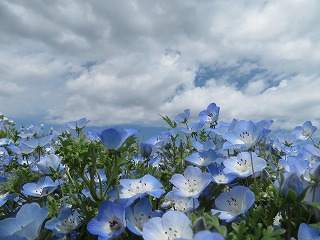 国営ひたち海浜公園・ネモフィラ