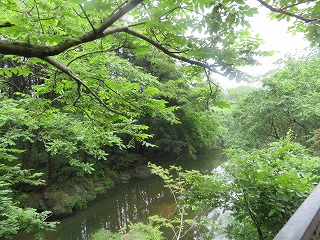 越辺川と新緑の風景