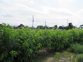 桑畑のある風景