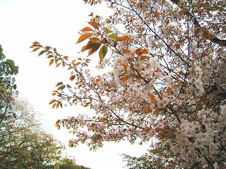 펛