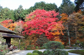 曼殊院門跡・庭園