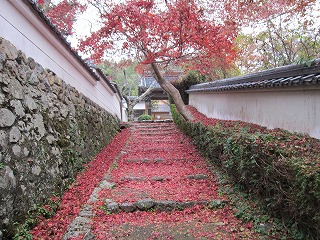 勝持寺参道