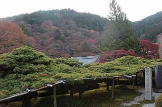 善峯寺・遊龍の松