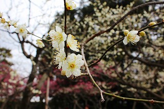 北野天満宮・梅苑