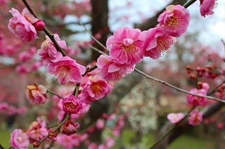 北野天満宮・梅苑