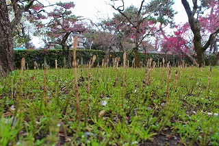 北野天満宮・梅苑