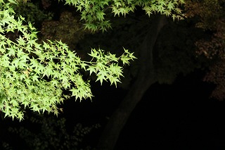 まだ青葉の枝