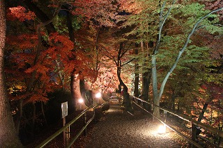 御土居の紅葉