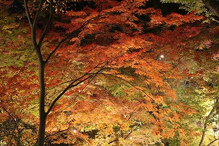 御土居の紅葉