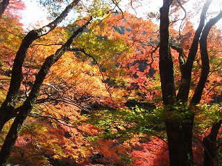 高山寺の紅葉