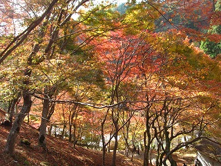 神護寺の紅葉