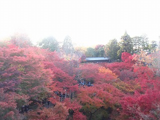 通天橋の紅葉