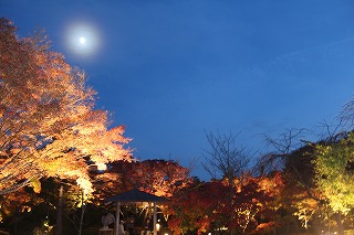 紅葉と月