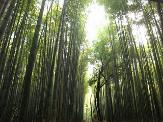 竹林の道