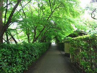 常寂光寺付近の新緑