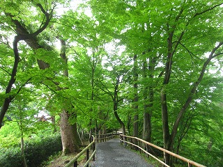 御土居の青もみじ