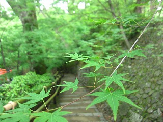 御土居の新緑