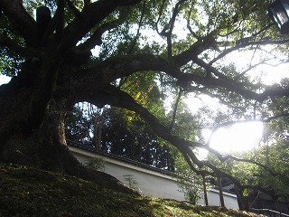 青蓮院門跡