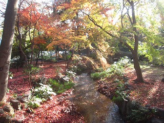 京都家裁内の紅葉