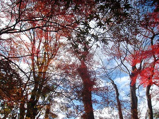 京都家裁内の紅葉