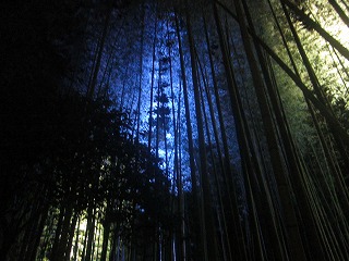 嵯峨野竹林の道