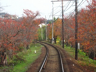 桜のトンネル