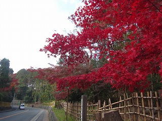 きぬかけの路の紅葉