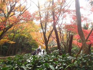 龍安寺・境内の紅葉