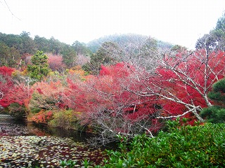 龍安寺・鏡容池と衣笠山