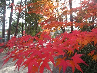 等持院の紅葉