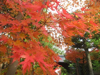 慈照寺・参道の紅葉