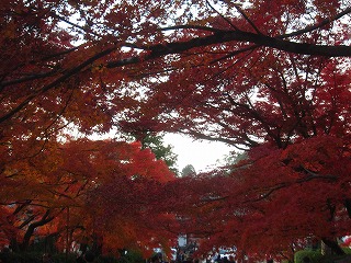 真如堂の紅葉