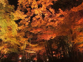 醍醐寺・境内の紅葉