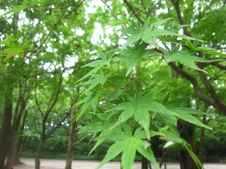 糺の森