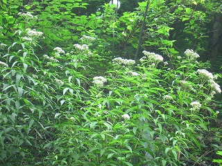 藤袴の花