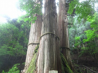 花脊の三本杉