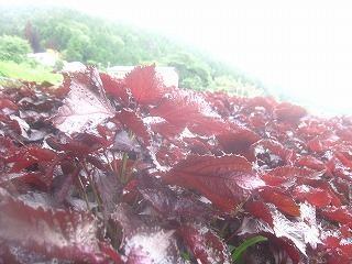 大原・赤紫蘇畑