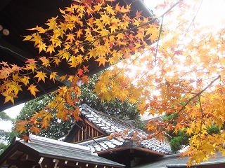 石像寺・色づくカエデの木