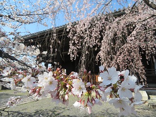 立本寺と桜
