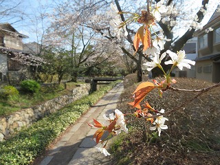哲学の道、山桜の咲く風景