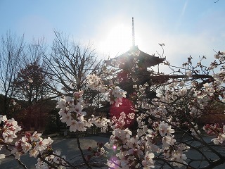 真正極楽寺（真如堂）、三重塔と桜