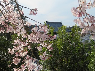 哲学の道、桜と寺の甍が見える風景