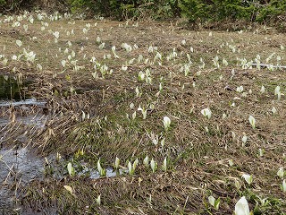 ���K�t�߁A���m�Ԃ̌Q��