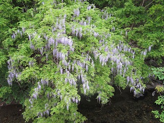 桐生川沿い、咲き誇る藤の花