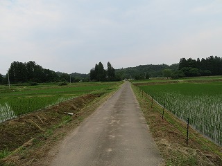 水田の中心を貫く農道